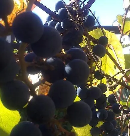 Winiarnia Accommodatie bij particulieren Kwidzyn