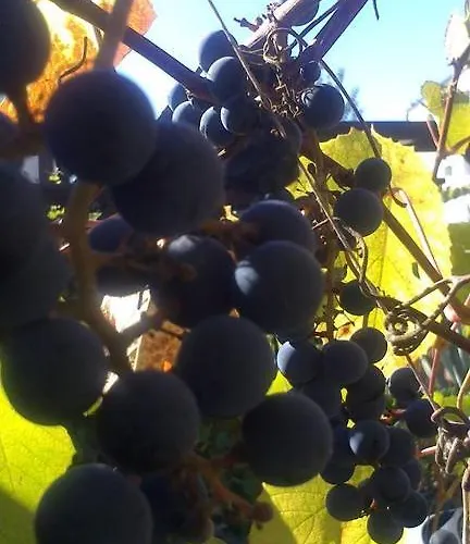 Winiarnia Kwatera prywatna Kwidzyn